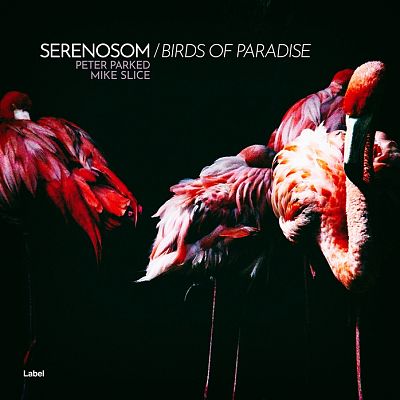 Pre Made Album Cover New York Pink